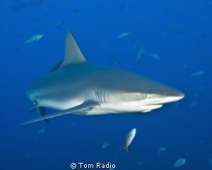 Galapagos Shark
Roca Partida, Mexico by Tom Radio 
